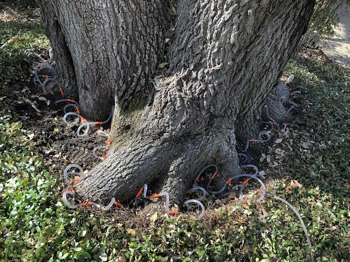 Detailed Tree Cabling and Bracing job site in Steele