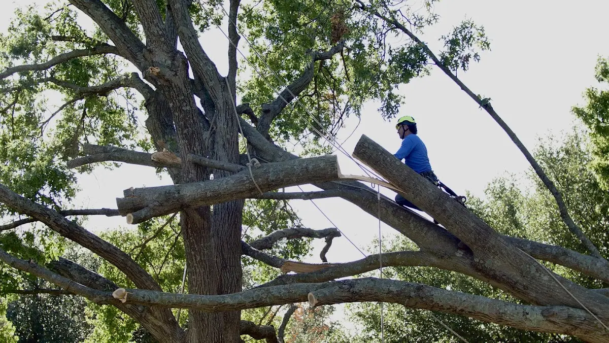 Professional Hazardous Tree Removal performed by certified arborists in Steele